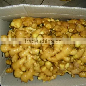 New Crop Freeze Dried Ginger With Competitive Export Price thumbnail-1