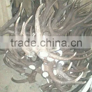 Deer Antler thumbnail-1