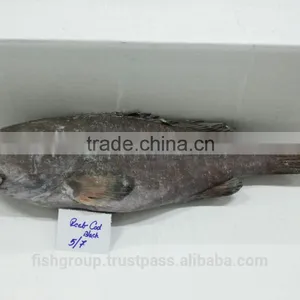 Grouper Whole Round thumbnail-1