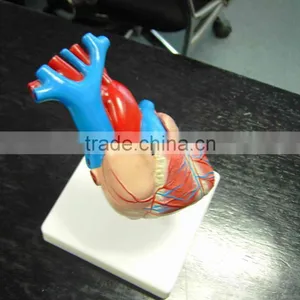 Heart Model,anatomic Model thumbnail-1