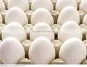 Quality Egg Wholesalers thumbnail-1