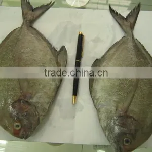 FROZEN BLACK POMFRET WHOLE ROUND thumbnail-1