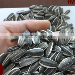 Supply All Kinds Of Sunflower Seeds thumbnail-1