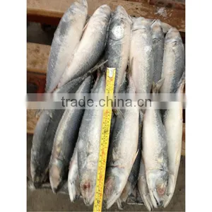 Frozen Fish Mackerel for Sale thumbnail-1