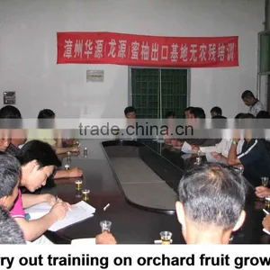 2015 GuanXi High Quality Fresh Pomelo thumbnail-2