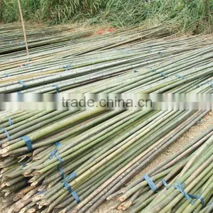 Bamboo Poles thumbnail-2