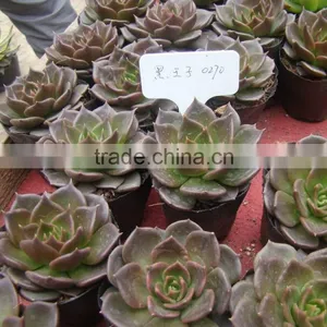 Echeveia 'Black Prince' of Succulent Plants thumbnail-4