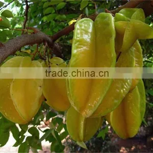 Averrhoa Carambola Tree Seedling thumbnail-1
