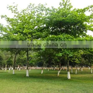 Terminalia Catappa L. thumbnail-5