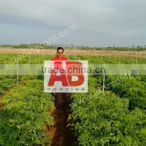 Organic Moringa Seeds/ Moringa Tea Cut Leaves/ Moringa Powder thumbnail-1