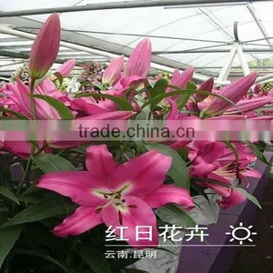 Hot Sale Fresh Cut Lily Flowers From Original Flower Plants thumbnail-1