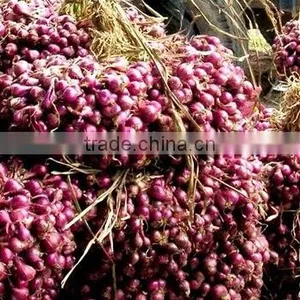 Fresh Onion 2016 Crop From Vietnam thumbnail-2