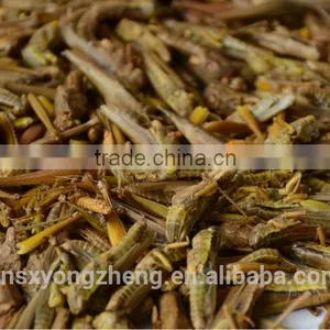 Freeze Dried Locusts For Wild Bird & Pet Fish Food thumbnail-1