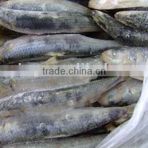 Frozen Sardine thumbnail-2
