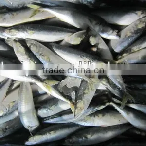 New Frozen Mackerel Fish 100-120g thumbnail-1