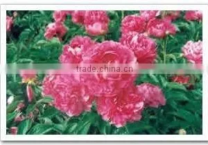 Herbaceous Peony Plant Root Da Fu Gui thumbnail-1