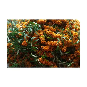 Freezing Machine for Sea Buckthorn Fruit Processing for Branches Vegetable & Fruit Machines thumbnail-1