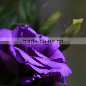 Top Grade Hot Selling Fresh Cut Flower Eustoma Wholesale thumbnail-2