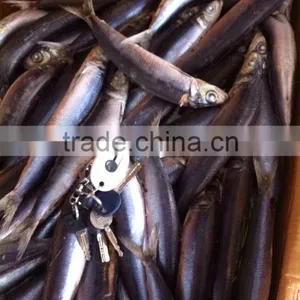 Whole Round Frozen Sardine Fish and Sardinella Longiceps thumbnail-1