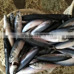Mackerel Fish Benefits thumbnail-1