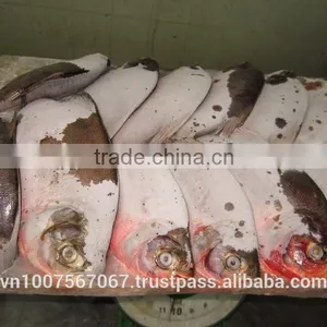 FROZEN WHOLE ROUND RED PACU FISH thumbnail-2