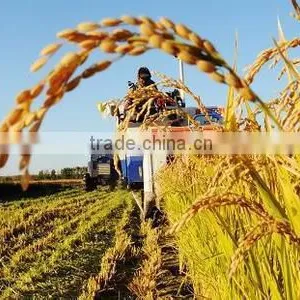 Super Absorbent Polymer Powder for Agriculture Planting thumbnail-5