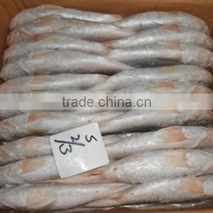 FROZEN CROAKER FISH thumbnail-2