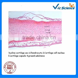 Teaching Prepared Biology Teaching Slice From Factory thumbnail-1
