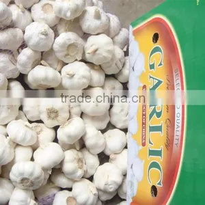 Supply Fresh Garlic thumbnail-4