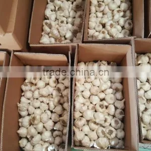 Wholesale Garlic Pure White Garlic 4.5cm-5cm thumbnail-1