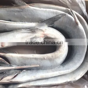Frozen Whole Round Japanese Bleeker (Tylosurus Melanotus) thumbnail-2
