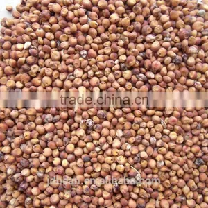 Price Of Red Sorghum thumbnail-1