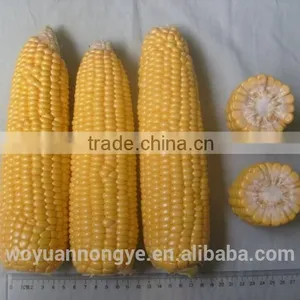 Fresh Corn thumbnail-1