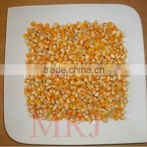 Yellow Maize for Animal Feed thumbnail-1