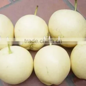 Fresh Fruit Emerald Pear With Good Price for Exporting thumbnail-2