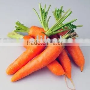 Carrot thumbnail-1