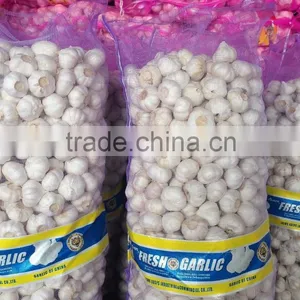 Pure White Garlic to BANGLADESH Market thumbnail-1