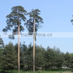 Changpai Scotch Pine Seedling thumbnail-1