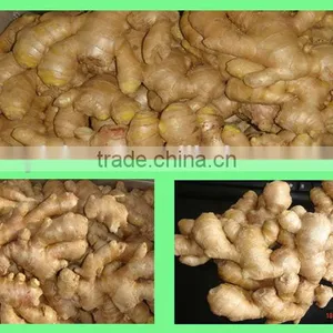 Organic Fresh Ginger thumbnail-6
