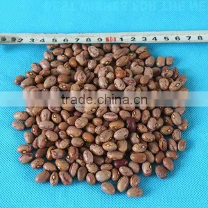 Dry Bulk Pinto Beans for Sale thumbnail-1