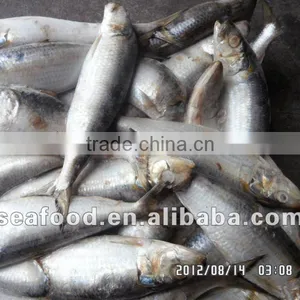 Frozen Sardine Fish thumbnail-1