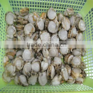 Seafood Frozen Cooking Scallops thumbnail-1