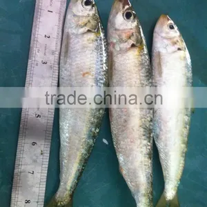 Sardine thumbnail-4