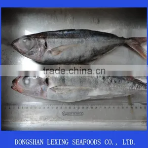 Frozen BQF Horse Mackerel Red Tail thumbnail-1