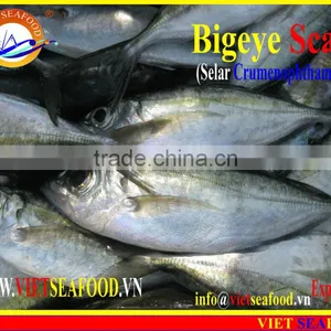 FROZEN BIGEYE SCAD WHOLE ROUND thumbnail-6