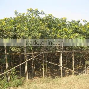 Cassia Glauca (Cassia Surattensis) thumbnail-5
