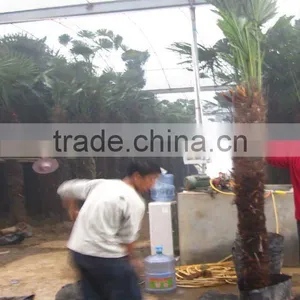 Trachycarpus Windmill Palms thumbnail-1