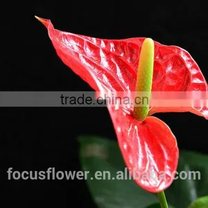 Top Selling Good Quanlity Natural Fresh Summer Special Red Anthurium Flowers From Yunnan thumbnail-2