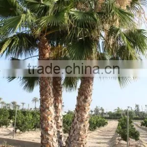 Washingtonia Robusta Palm Tree thumbnail-4