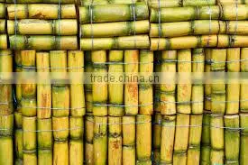 Fresh Sweet Sugarcane From Vietnam/ Sweet Cane Sugar thumbnail-1